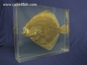 Foto Galerie/Pleuronectiformes/Scophthalmus maximus/Scophthalmus maximus_03_S.jpg